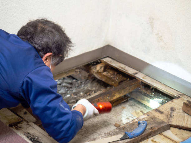 Best HVAC Mold Remediation in Day Heights, OH