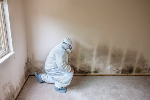 Best White Mold Remediation in Day Heights, OH